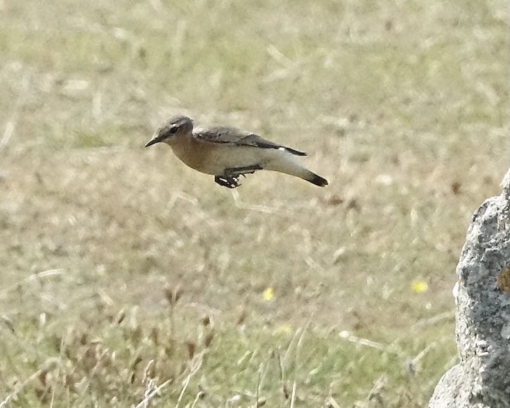 wheatear